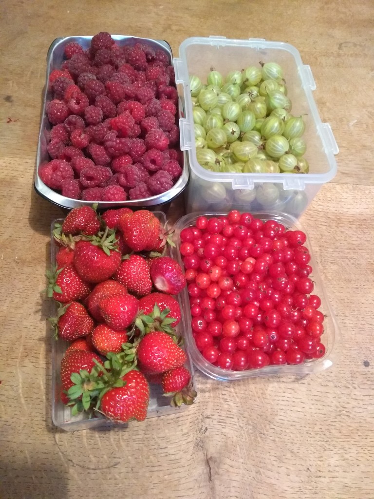 Allotment produce by clairemharvey