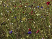 10th Jul 2018 - Wildflower mini meadow