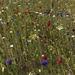 Wildflower mini meadow by bizziebeeme