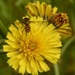 Wildflower by bizziebeeme
