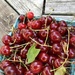 sour cherries  by beckyk365