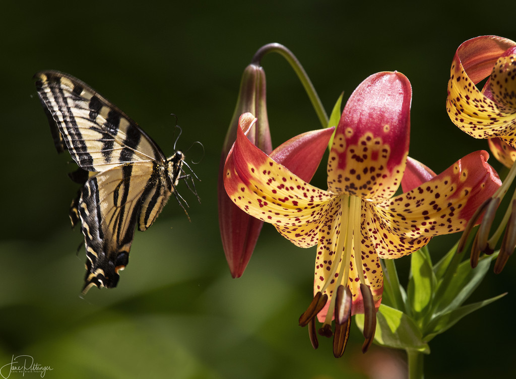 Swallowtail Flying To Tiger Lily  by jgpittenger