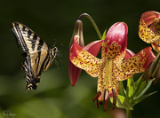 10th Jul 2018 - Swallowtail Flying To Tiger Lily 