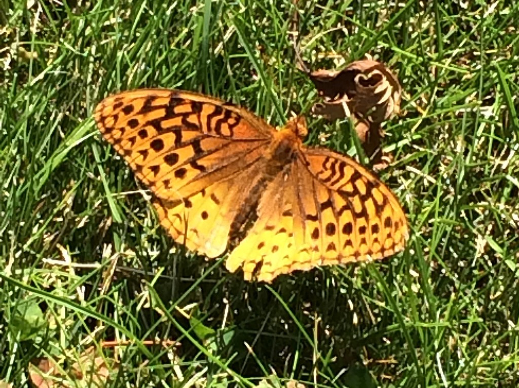 Great Spangled Fritillary by bjchipman