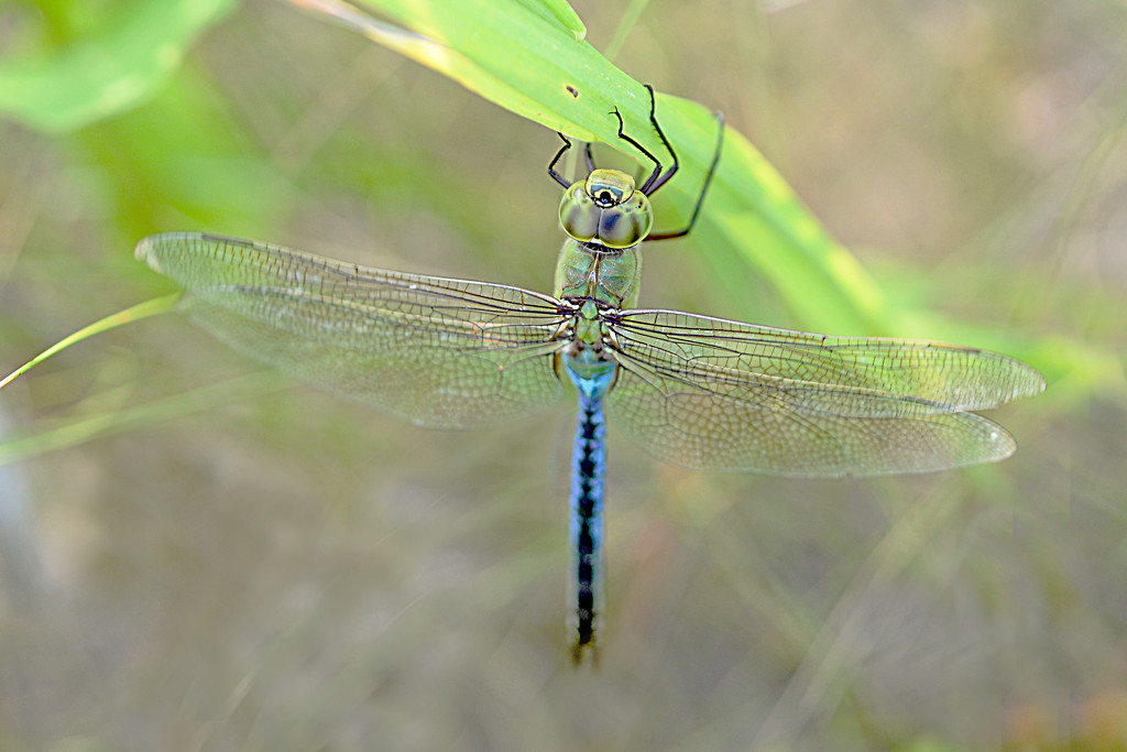 Blue Darter Dragonfly! by fayefaye