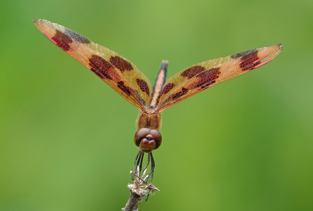 Halloween Pennant dragonfly by annepann