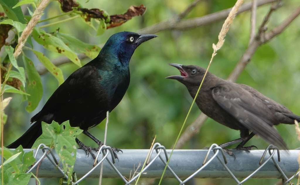 Common Grackle begging by annepann