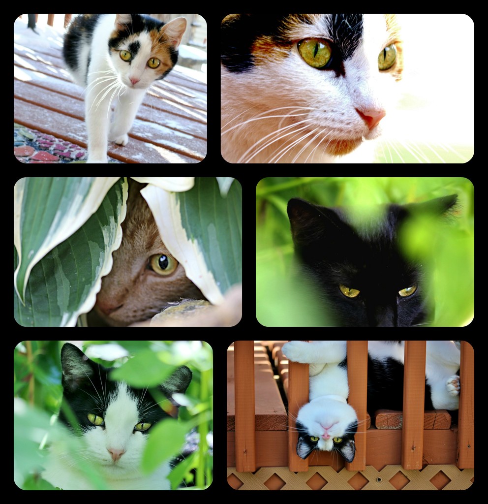 Cat Collage by lynnz