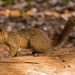 Squirrel, Waiting to Run! by rickster549