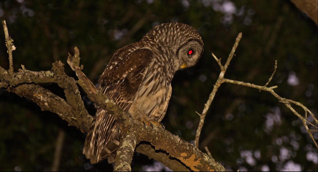 Barred Owl After Dark! by rickster549