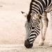 zebra close up by ulla
