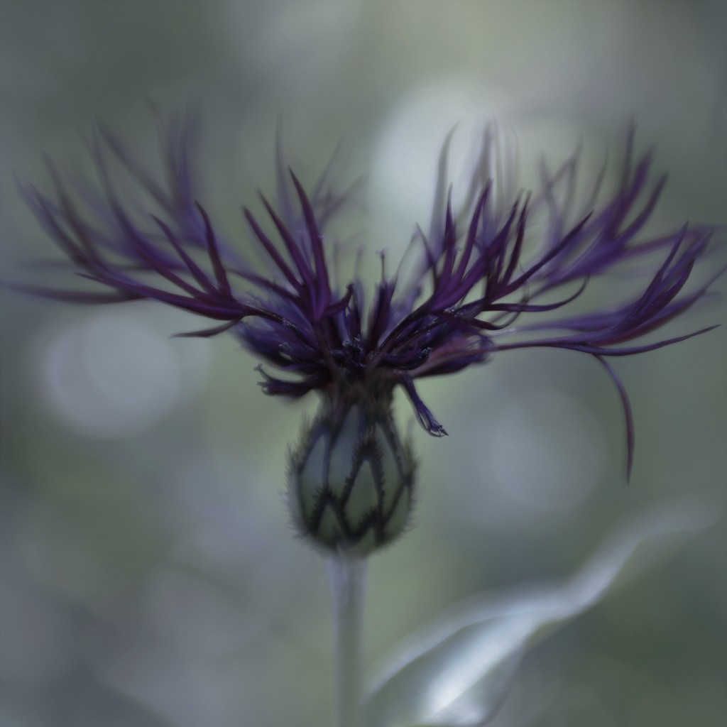 Centaurea by motherjane