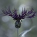 Centaurea by motherjane