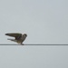 Sparrowhawk by mattjcuk