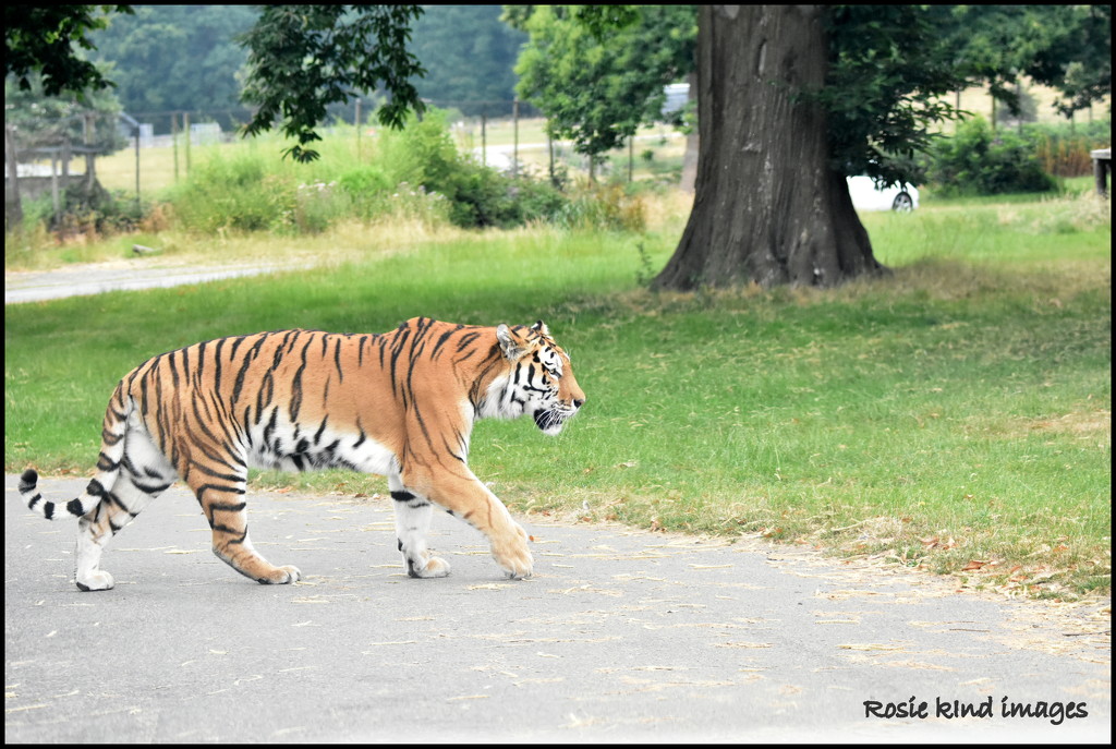 Tiger tiger burning bright by rosiekind