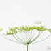 Dill flowers by atchoo