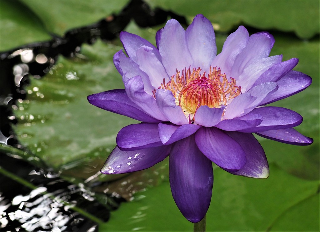 Waterlily by jacqbb