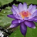 Waterlily by jacqbb
