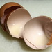 2017 11 09 Egg Shells by kwiksilver