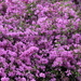 2017 11 14 Purple Flowers by kwiksilver