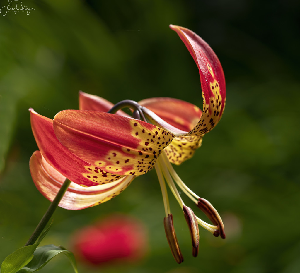 Tiger Lily by jgpittenger