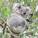 Winter by koalagardens