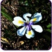 Wild Iris    Dietes grandiflora by happysnaps