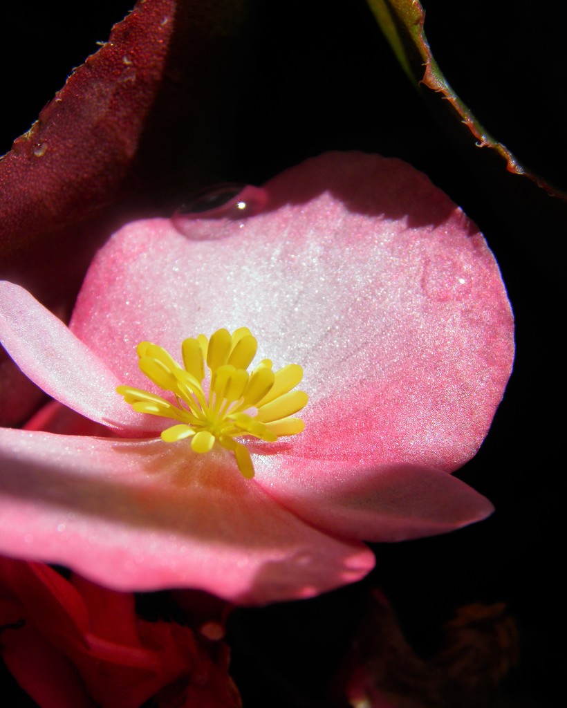July 11: Begonia by daisymiller