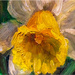 daffodil painting by jernst1779