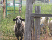 1st Jul 2018 - Mama Sheep, Checking Me Out