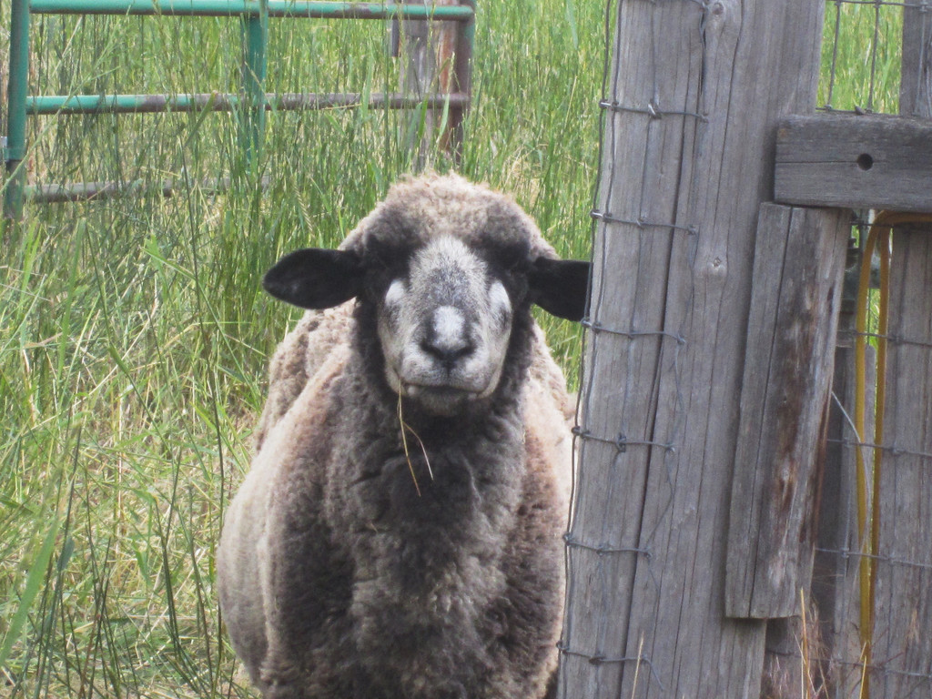 Closeup of Mama Sheep by bjywamer