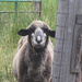 Closeup of Mama Sheep by bjywamer