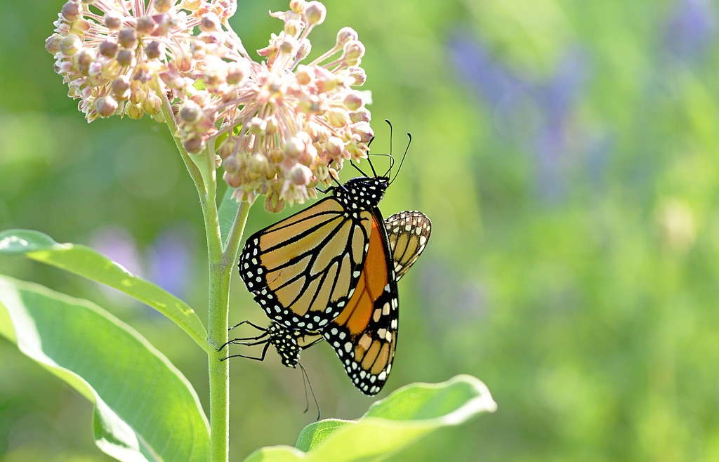 Monarchs Mating! by fayefaye