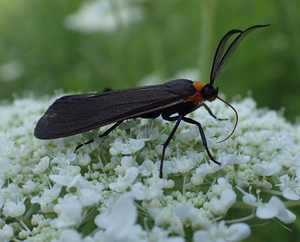 Orange-collared Scape Moth by cjwhite