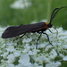 Orange-collared Scape Moth by cjwhite