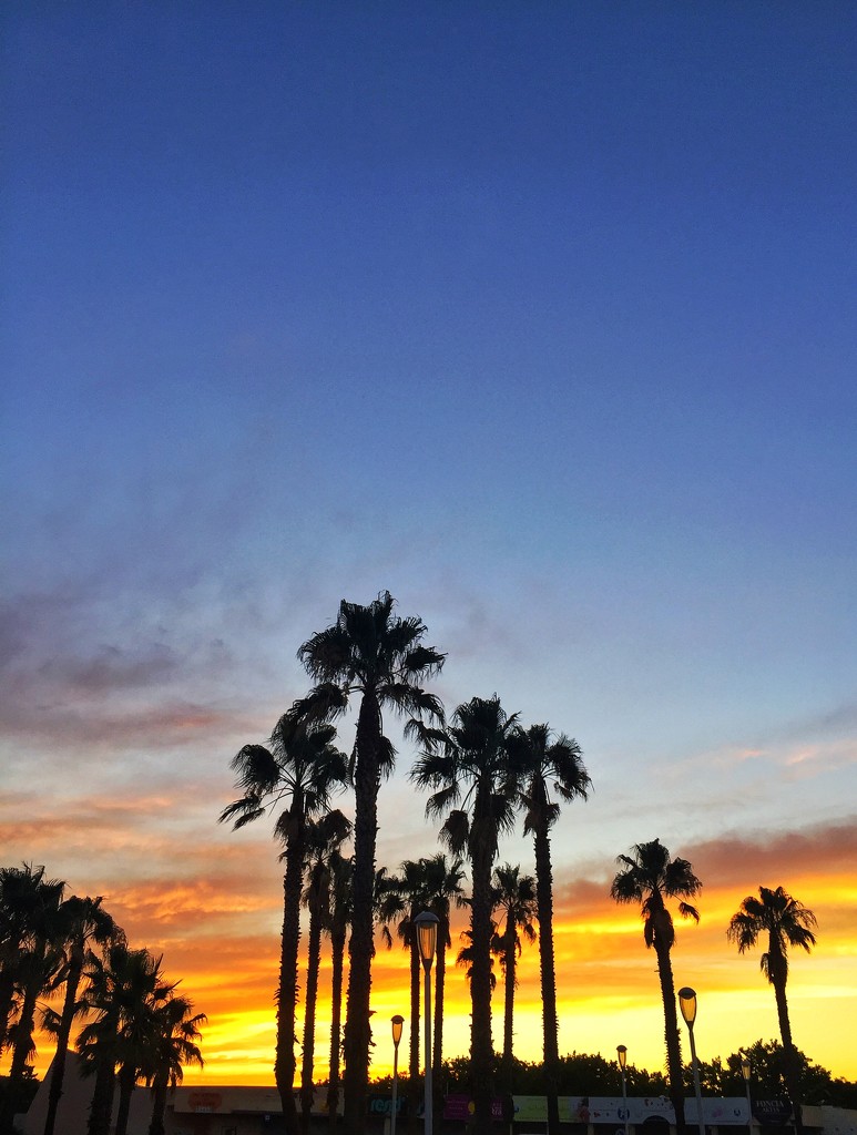 Palmtrees and sunset.  by cocobella