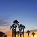 Palmtrees and sunset.  by cocobella