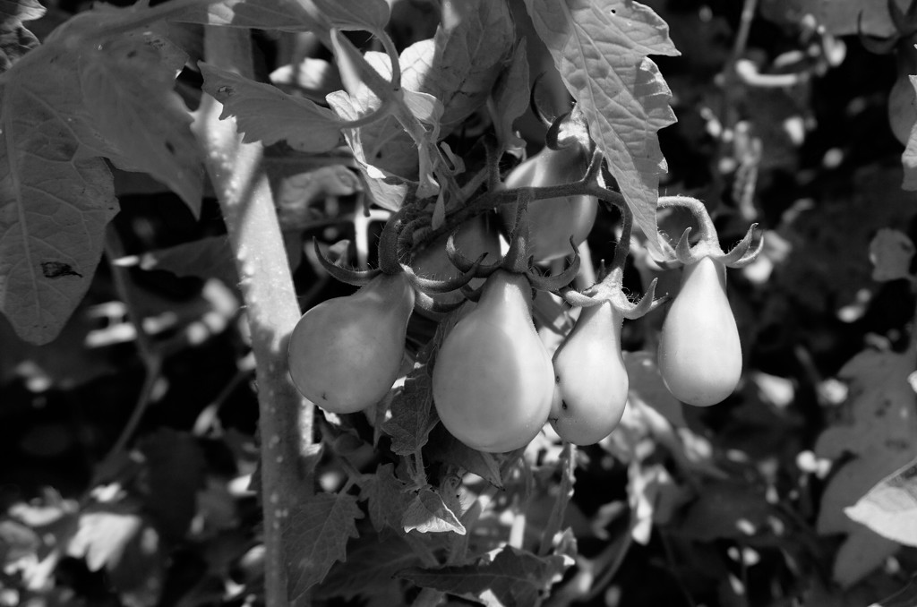 Waiting to Ripen by allie912