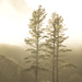 Mist and trees by dkbarnett