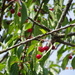 wild cherry by arthurclark