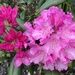 Just love these Rhododendron flowers by Dawn