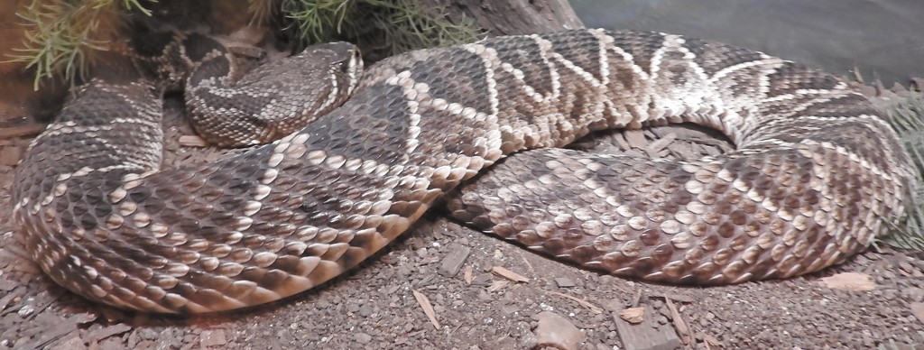 Diamondback Rattlesnake by janeandcharlie