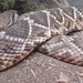 Diamondback Rattlesnake by janeandcharlie