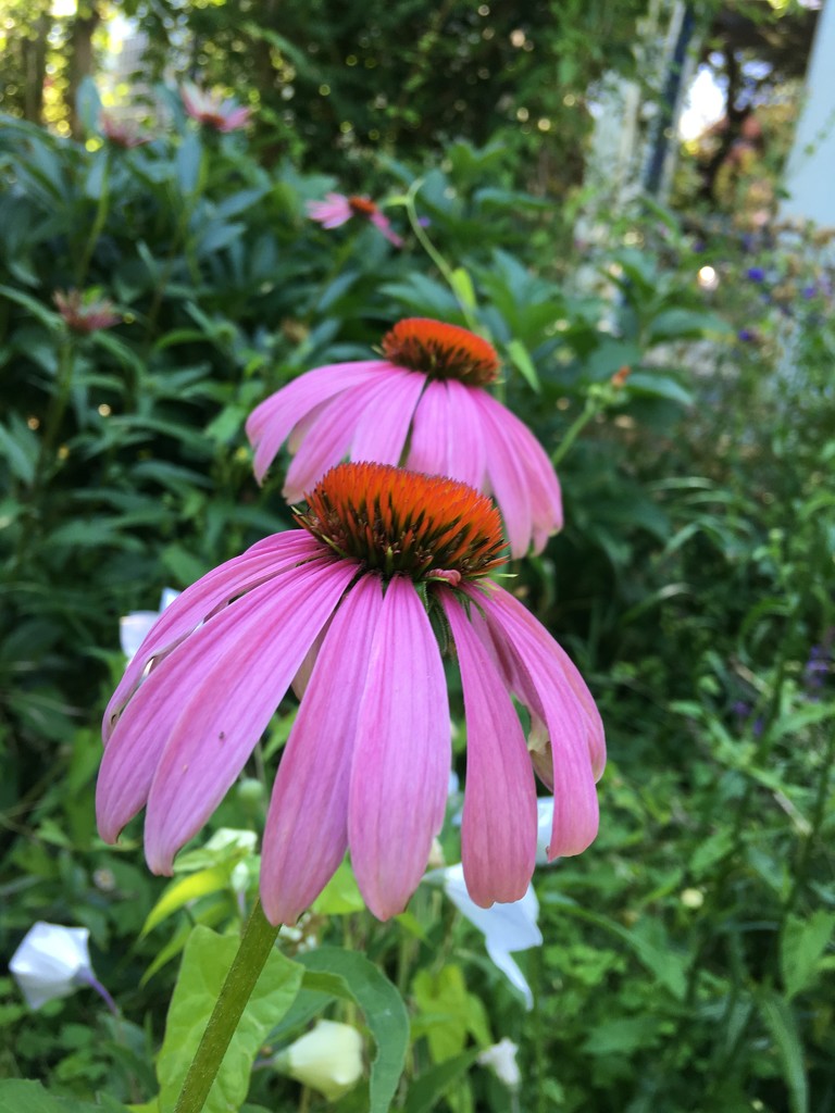 First Echinacea by ninihi