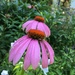 First Echinacea by ninihi