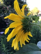 8th Jul 2018 - My little sunflower from behind