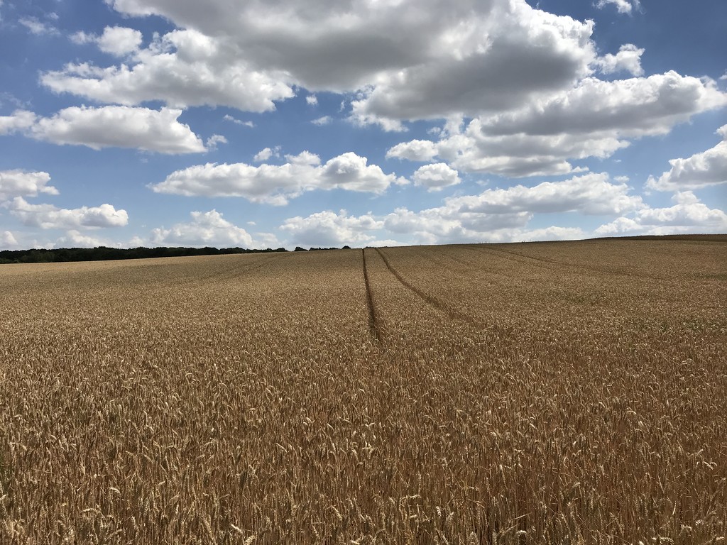 Wheat field by ninihi