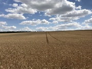 9th Jul 2018 - Wheat field