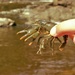 Crayfish by radiogirl