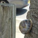 Post, Snail, Tree. by 30pics4jackiesdiamond